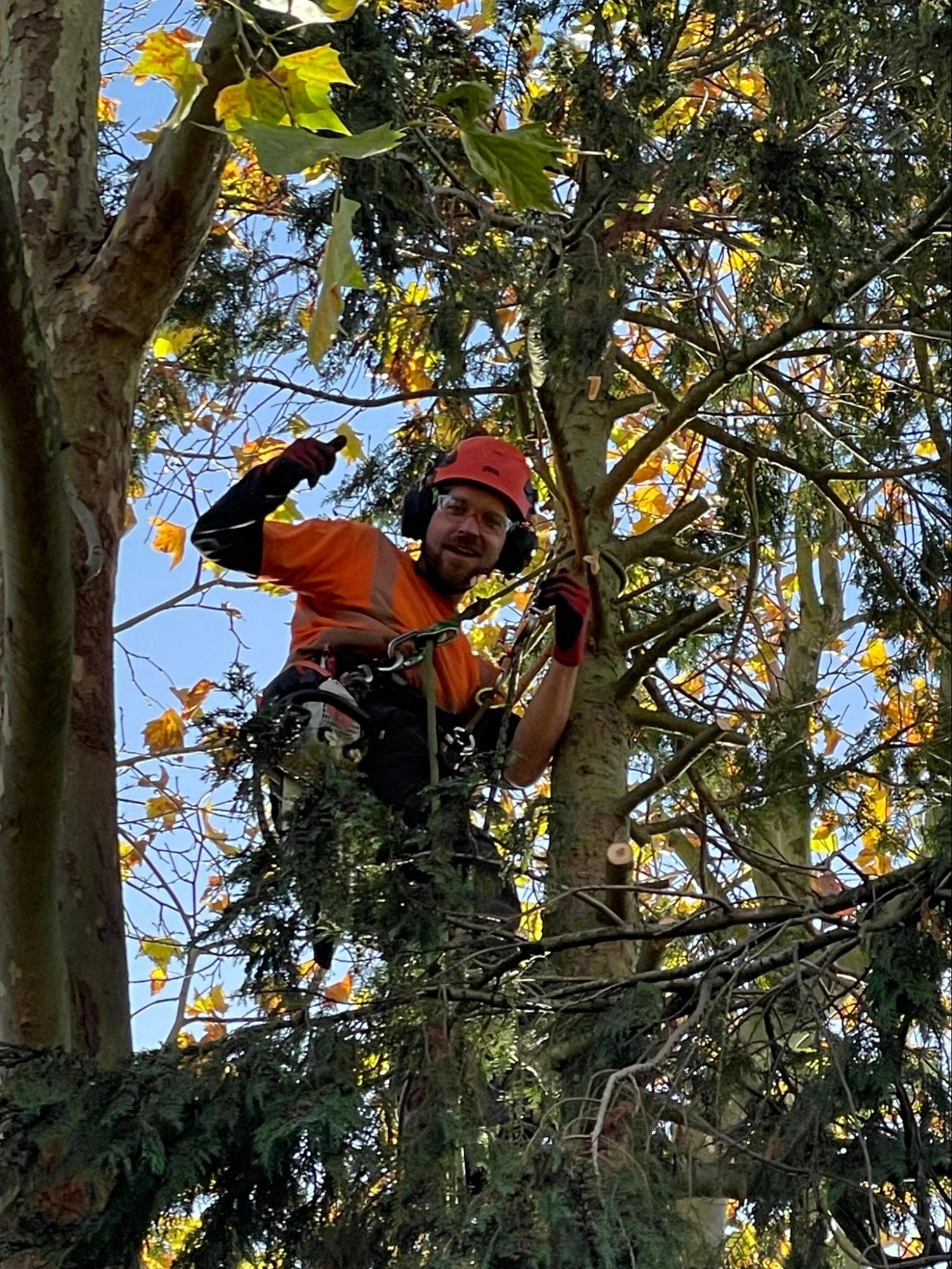 Abridge Tree Care Experts